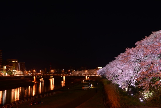 足羽川堤防の桜並木