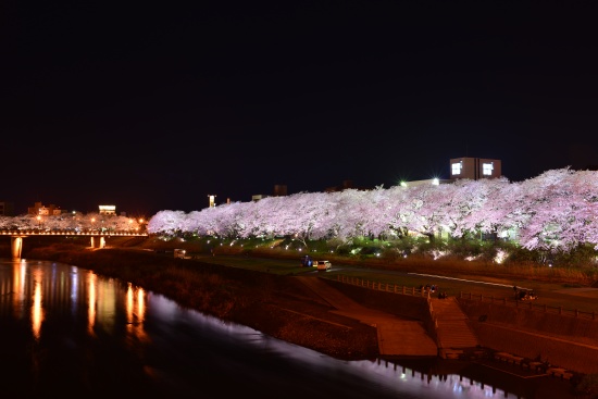 足羽川堤防の桜並木