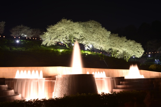 西山公園　サクラライトアップ