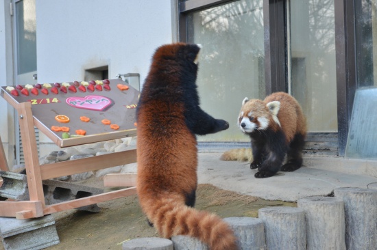 西山動物園のレッサーパンダ