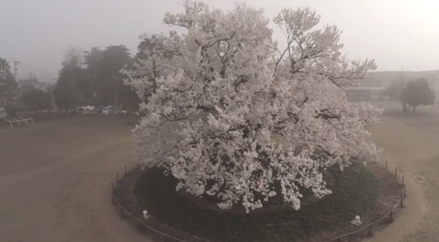 味真野小学校の桜空撮