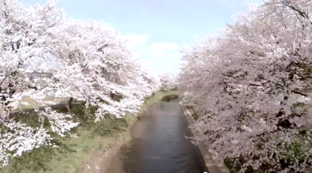吉野瀬川の桜並木の空撮