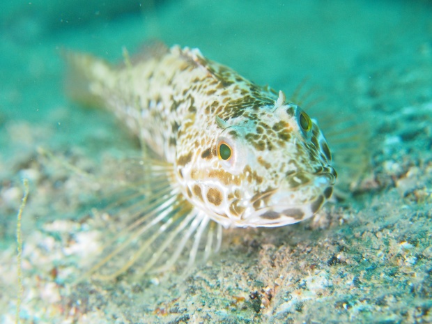 水中生物