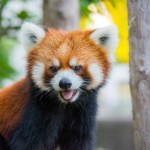 西山動物園のレッサーパンダ