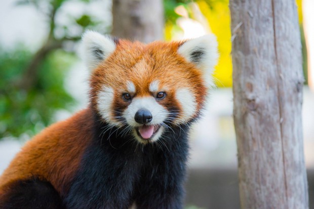 西山動物園のレッサーパンダ