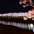足羽川堤防の桜並木