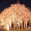 足羽神社のしだれ桜　ライトアップ