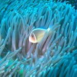 iPhoneの防水ケース i-PIXをダイビングで使ってみた